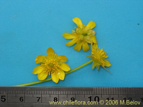 Image of Ranunculus peduncularis var. peduncularis (). Click to enlarge parts of image.