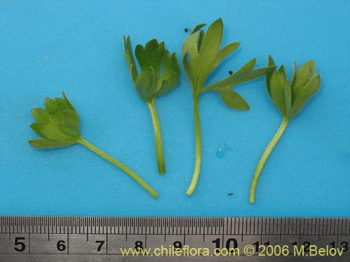 Image of Ranunculus peduncularis var. peduncularis (). Click to enlarge parts of image.