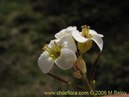 Bild von Cardamine flaccida (Berro de la cordillera). Klicken Sie, um den Ausschnitt zu vergrössern.