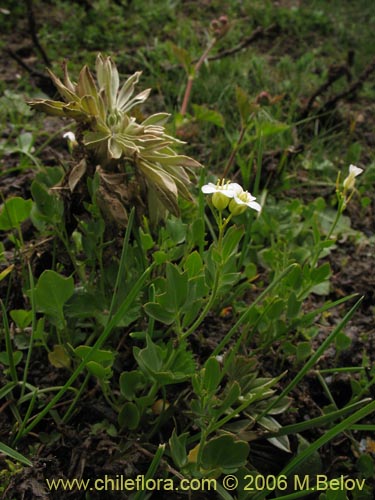 Bild von Cardamine flaccida (Berro de la cordillera). Klicken Sie, um den Ausschnitt zu vergrössern.