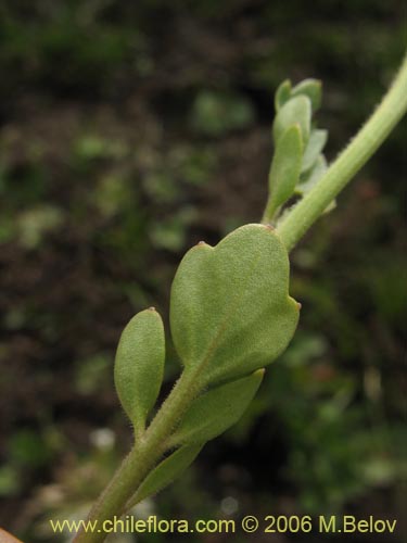 Image of Cardamine flaccida (Berro de la cordillera). Click to enlarge parts of image.