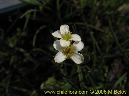 Imágen de Cardamine flaccida (Berro de la cordillera). Haga un clic para aumentar parte de imágen.