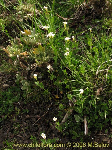 Imágen de Cardamine flaccida (Berro de la cordillera). Haga un clic para aumentar parte de imágen.