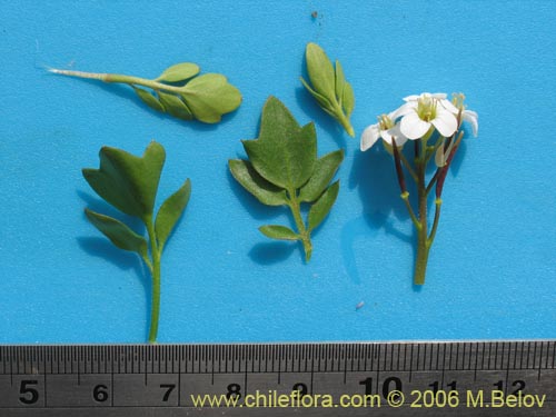 Image of Cardamine flaccida (Berro de la cordillera). Click to enlarge parts of image.