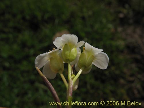 Bild von Cardamine flaccida (Berro de la cordillera). Klicken Sie, um den Ausschnitt zu vergrössern.