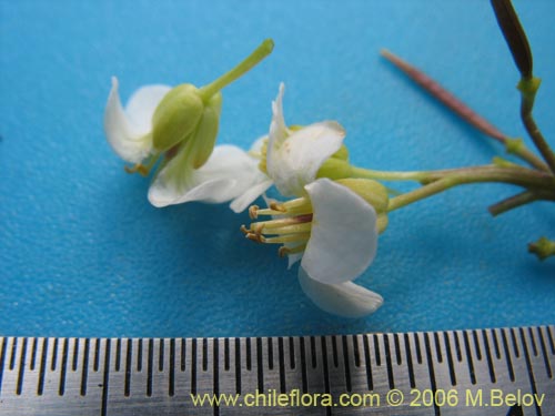 Фотография Cardamine flaccida (Berro de la cordillera). Щелкните, чтобы увеличить вырез.