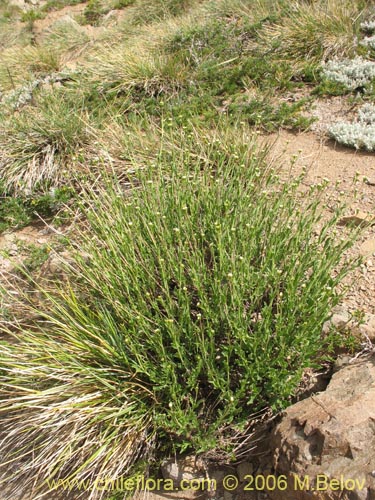 Bild von Valeriana graciliceps (). Klicken Sie, um den Ausschnitt zu vergrössern.