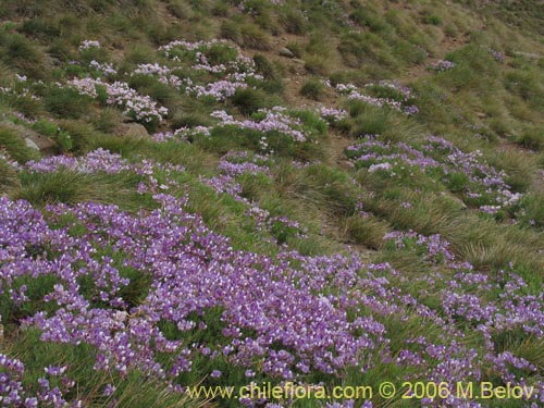 Lathyrus subandinusの写真