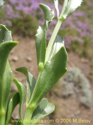 Bild von Valeriana graciliceps (). Klicken Sie, um den Ausschnitt zu vergrössern.