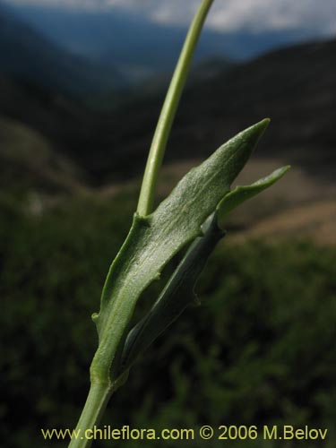 Bild von Valeriana graciliceps (). Klicken Sie, um den Ausschnitt zu vergrössern.