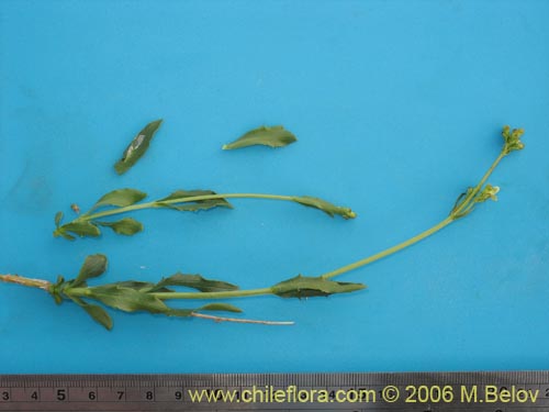 Image of Valeriana graciliceps (). Click to enlarge parts of image.