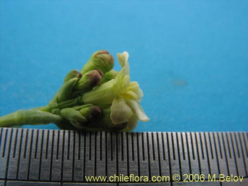 Фотография Valeriana graciliceps (). Щелкните, чтобы увеличить вырез.