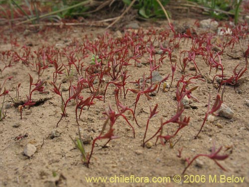 Bild von Gayophytum humile (). Klicken Sie, um den Ausschnitt zu vergrössern.