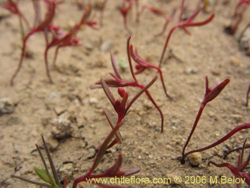 Bild von Gayophytum humile (). Klicken Sie, um den Ausschnitt zu vergrössern.