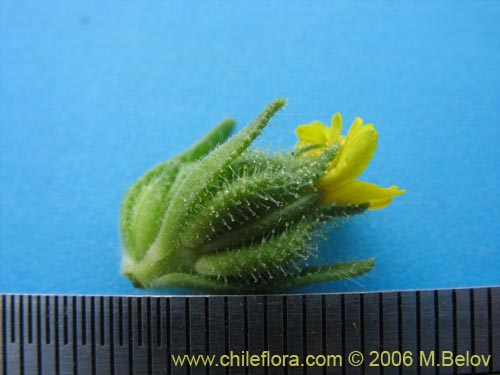 Imágen de Madia chilensis (). Haga un clic para aumentar parte de imágen.