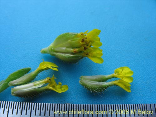 Madia chilensisの写真