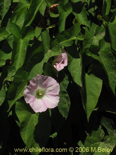 Image of Calystegia sepium (Carricillo / Carrizalillo / Suspiro). Click to enlarge parts of image.