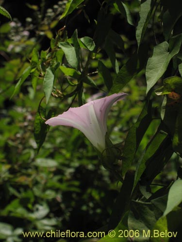 Image of Calystegia sepium (Carricillo / Carrizalillo / Suspiro). Click to enlarge parts of image.