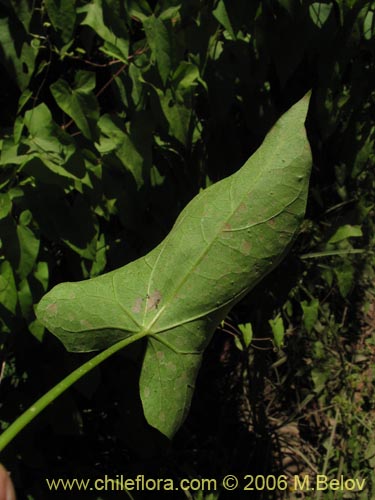 Image of Calystegia sepium (Carricillo / Carrizalillo / Suspiro). Click to enlarge parts of image.