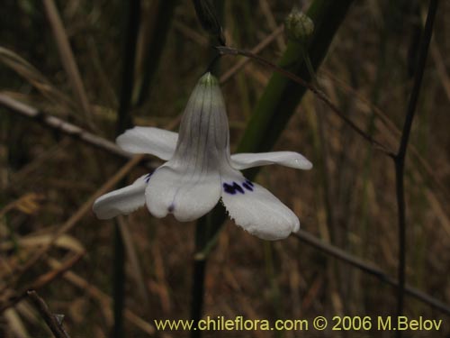 Conanthera parvula的照片