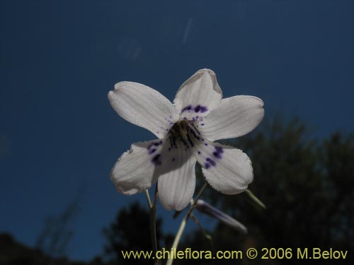 Conanthera parvulaの写真