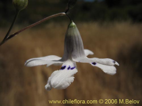 Image of Conanthera parvula (). Click to enlarge parts of image.