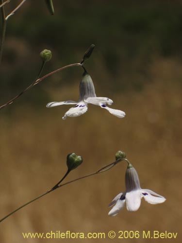 Image of Conanthera parvula (). Click to enlarge parts of image.