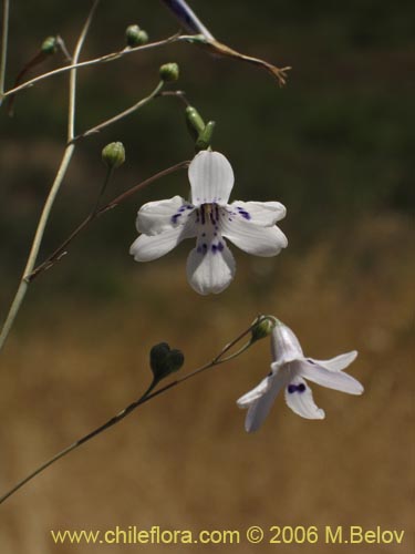 Conanthera parvulaの写真