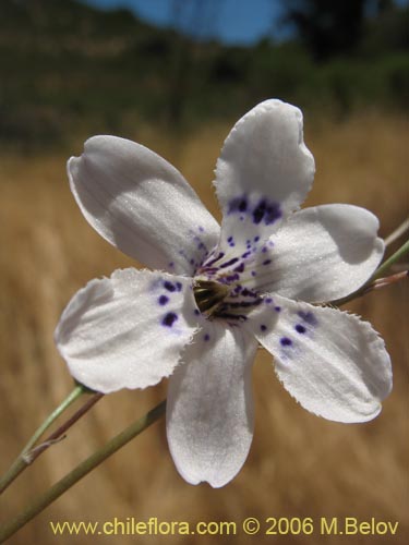 Conanthera parvula의 사진