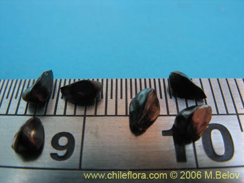 Image of Pasithea coerulea (Azulillo). Click to enlarge parts of image.