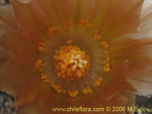 Imágen de Austrocactus philippii (Hiberno). Haga un clic para aumentar parte de imágen.