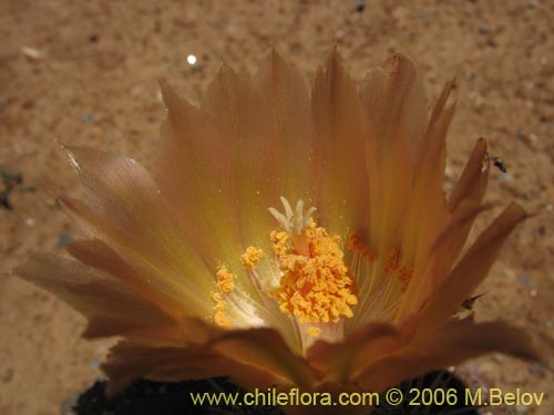 Imágen de Austrocactus philippii (Hiberno). Haga un clic para aumentar parte de imágen.