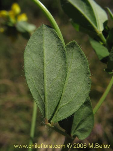 Imágen de Lotus uliginosus (Alfalfa chilota / Lotora). Haga un clic para aumentar parte de imágen.