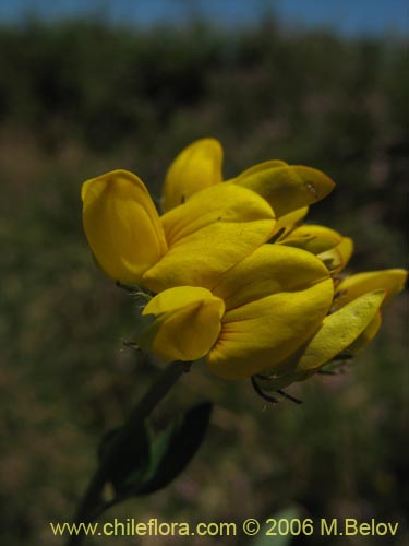 Imágen de Lotus uliginosus (Alfalfa chilota / Lotora). Haga un clic para aumentar parte de imágen.