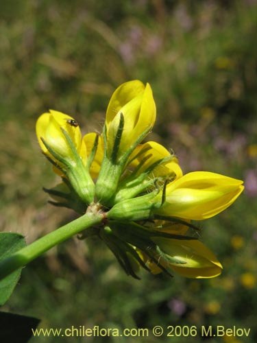 Imágen de Lotus uliginosus (Alfalfa chilota / Lotora). Haga un clic para aumentar parte de imágen.