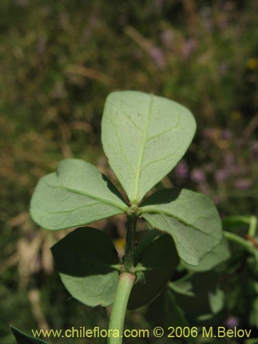 Imágen de Lotus uliginosus (Alfalfa chilota / Lotora). Haga un clic para aumentar parte de imágen.