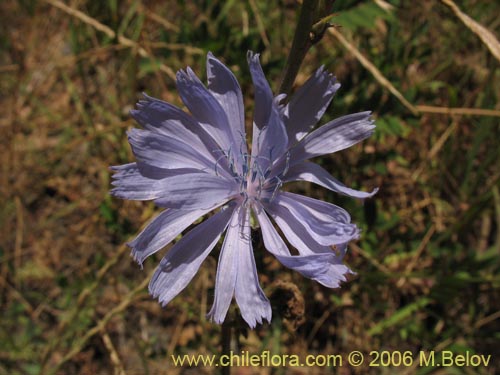 Image of Cichorium intybus (Chicorea / Achicoria). Click to enlarge parts of image.