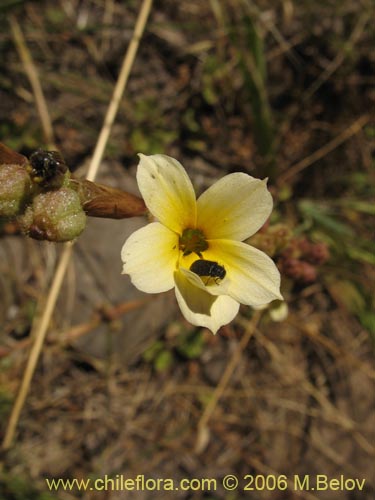 Image of Sisyrinchium cuspidatum (). Click to enlarge parts of image.