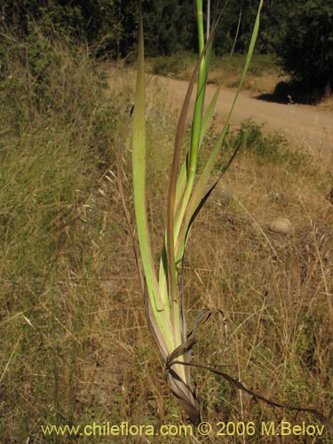 Image of Sisyrinchium cuspidatum (). Click to enlarge parts of image.