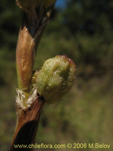 Imágen de Sisyrinchium cuspidatum (). Haga un clic para aumentar parte de imágen.