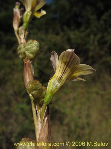 Image of Sisyrinchium cuspidatum (). Click to enlarge parts of image.