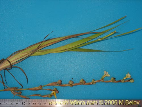 Фотография Sisyrinchium cuspidatum (). Щелкните, чтобы увеличить вырез.