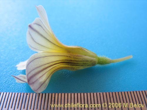 Image of Sisyrinchium cuspidatum (). Click to enlarge parts of image.