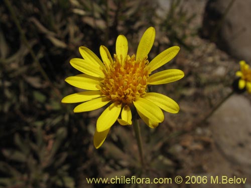 Imágen de Haploppapus sp. #1677 (). Haga un clic para aumentar parte de imágen.