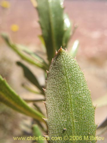 Bild von Haploppapus sp. #1677 (). Klicken Sie, um den Ausschnitt zu vergrössern.