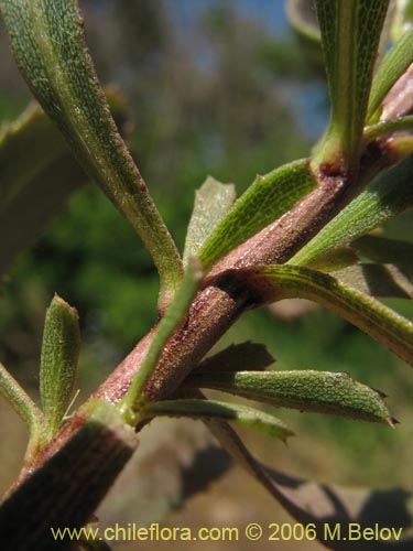 Imágen de Haploppapus sp. #1677 (). Haga un clic para aumentar parte de imágen.