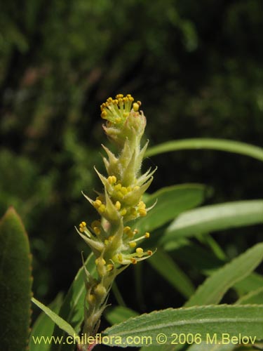 Bild von Salix sp. #1773 (). Klicken Sie, um den Ausschnitt zu vergrössern.