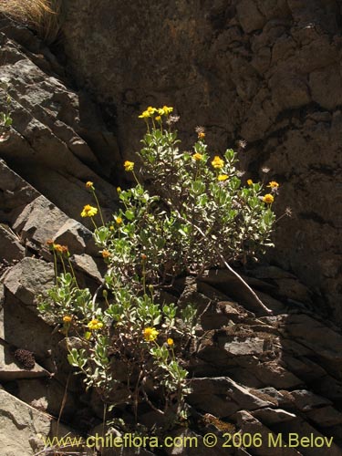 Imágen de Haploppapus sp. #1680 (). Haga un clic para aumentar parte de imágen.