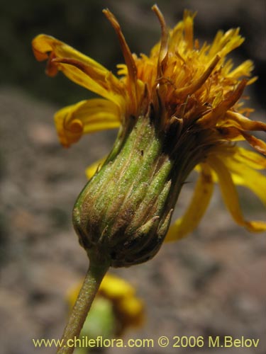 Bild von Haploppapus sp. #1680 (). Klicken Sie, um den Ausschnitt zu vergrössern.