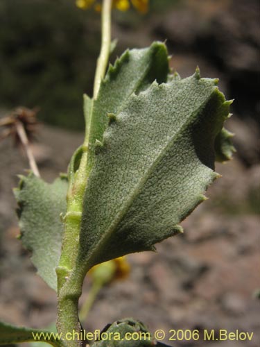 Imágen de Haploppapus sp. #1680 (). Haga un clic para aumentar parte de imágen.